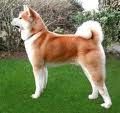 CÃO DE RAÇA  Akita
