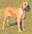 Fila Brasileiro