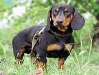 CÃO DE RAÇA Dachshund