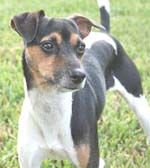 Fox Paulistinha (Terrier brasileiro)