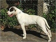 CÃO DE RAÇA Dogue Brasileiro