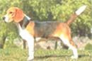 CÃO BEAGLE