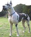 CÃO DE RAÇA Dogue Alemão