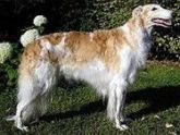 CÃO DE RAÇA Borzoi