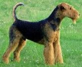 CÃO Airedale Terrier