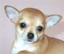 CÃO DE RAÇA Chihuahua