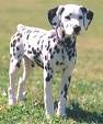 CÃO DE RAÇA Dálmata