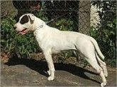 CÃO DE RAÇA Dogue Brasileiro