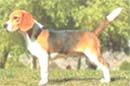 CÃO BEAGLE