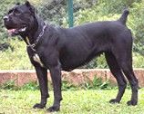 CÃO DE RAÇA Cane Corso