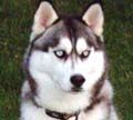 Husky Siberiano