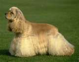 CÃO DE RAÇA Cocker Spaniel Americano